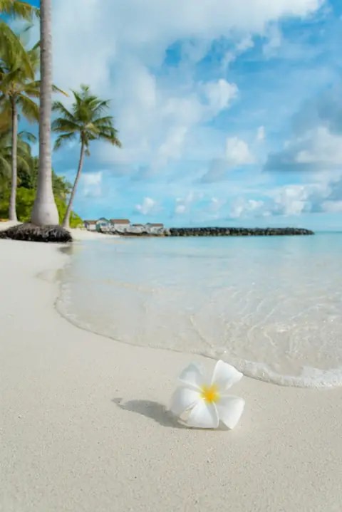 Tropical beach with flower