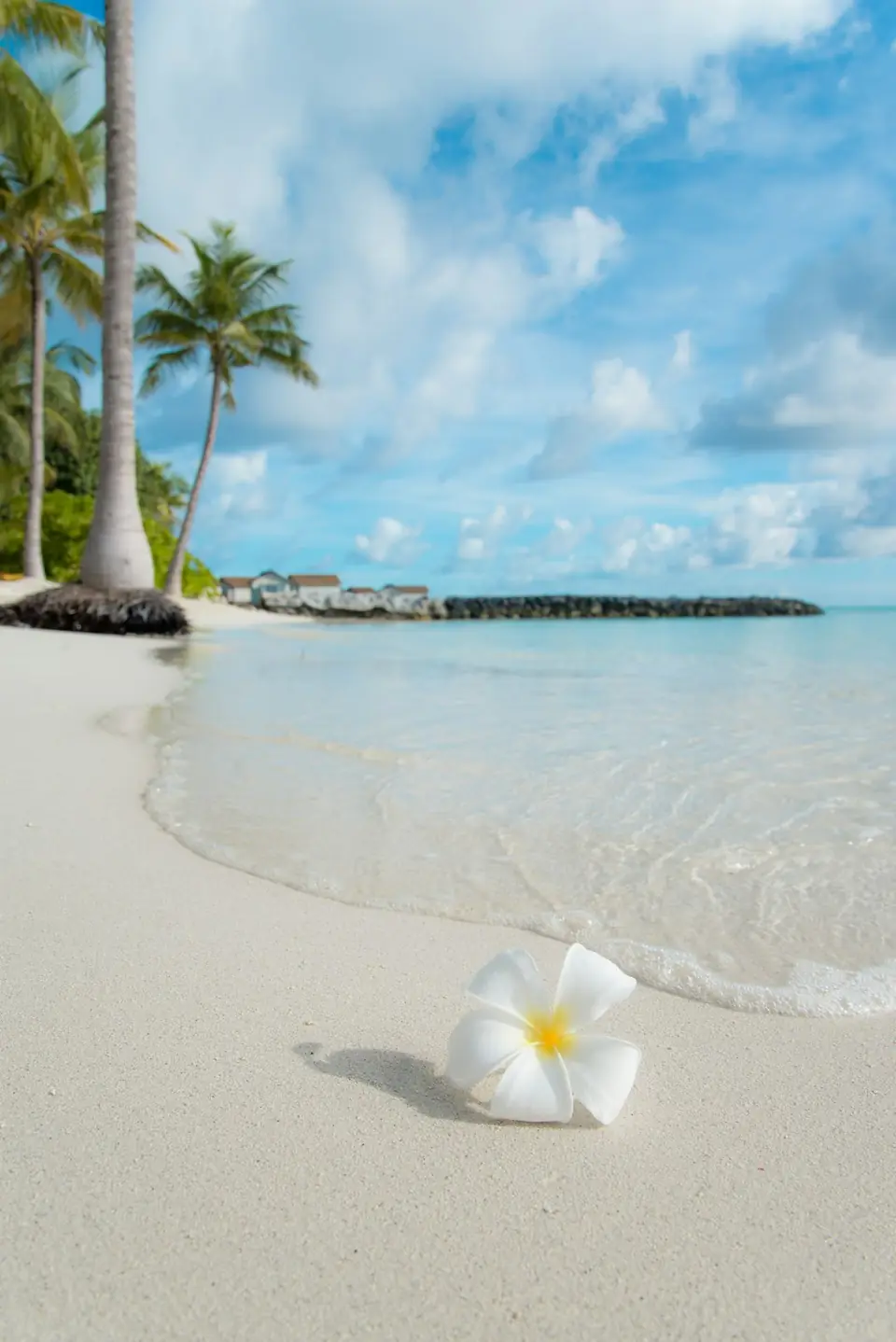 Tropical beach with flower