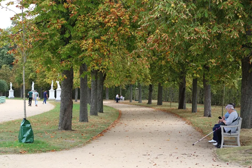 Tree-lined park path, older man on bench